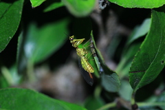 Mantispa aphavexelte