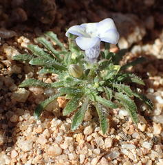 Wahlenbergia acaulis