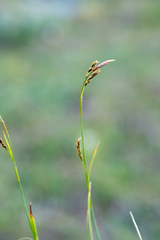 Carex ledebouriana