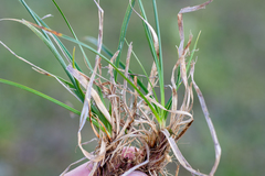 Carex ledebouriana