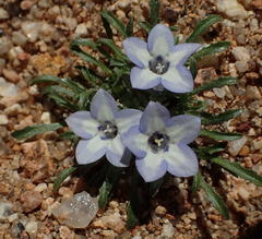 Wahlenbergia acaulis