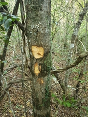 Amyris balsamifera