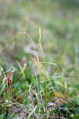 Carex ledebouriana