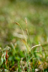 Carex ledebouriana
