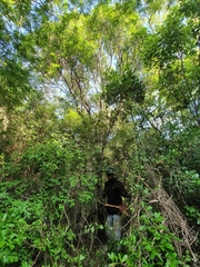 Amyris balsamifera
