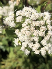 Ageratina altissima
