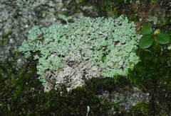 Cladonia petrophila