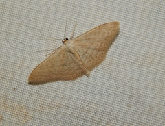 Scopula internataria