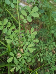 Hippocrepis emerus emerus