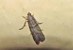 Ephestia parasitella