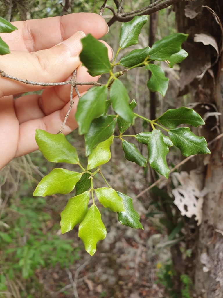 Amyris Diatrypa From Parque Nacional Jaragua 84000 Rep blica amyris-diatrypa-from-parque-nacional-jaragua-84000-rep-blica