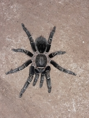 Aphonopelma seemanni