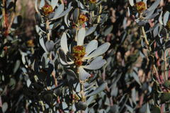 Leucadendron loranthifolium