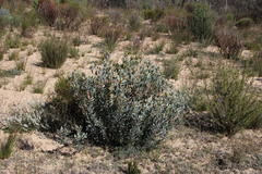 Leucadendron loranthifolium