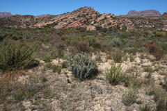 Leucadendron loranthifolium