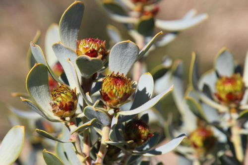 Leucadendron loranthifolium (Knight) I.Williams