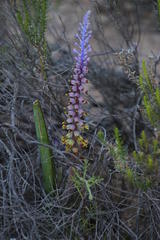 Lachenalia mutabilis