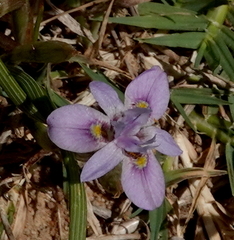 Moraea setifolia
