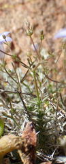 Wahlenbergia oxyphylla