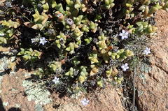 Wahlenbergia oxyphylla