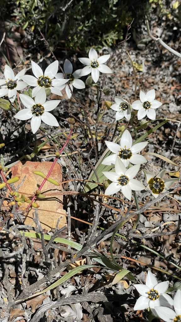 Ornithogalum dubium, R60, WC, ZA
