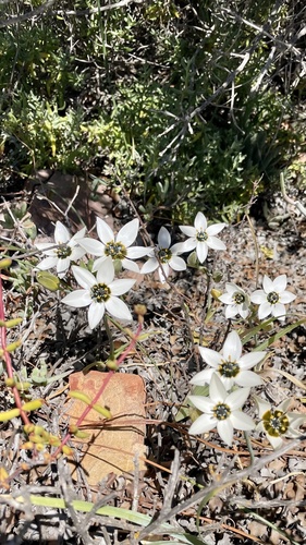 Ornithogalum dubium