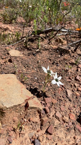 Ornithogalum dubium