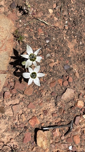 Ornithogalum dubium