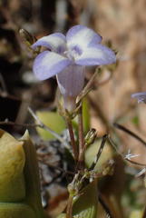 Wahlenbergia oxyphylla