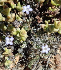 Wahlenbergia oxyphylla