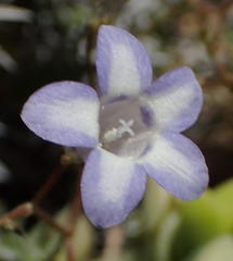 Wahlenbergia oxyphylla