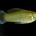 Sailfin Molly - Photo (c) johnwilliams, some rights reserved (CC BY-NC), uploaded by johnwilliams