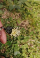 Angiospermae