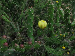 Opuntia aurantiaca