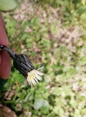 Angiospermae