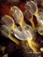 Pycnoclavella stanleyi