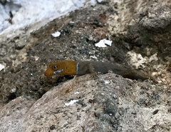 Gonatodes albogularis