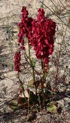 Rumex cordatus