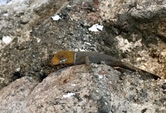 Gonatodes albogularis