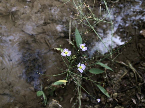 žabník kopijovitý (Alisma lanceolatum)