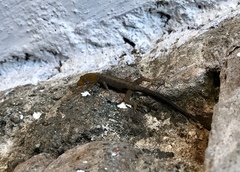 Gonatodes albogularis