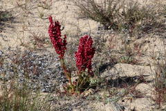 Rumex cordatus