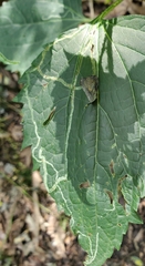 Liriomyza eupatoriella
