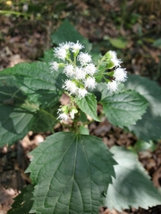 Liriomyza eupatoriella