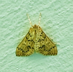 Asciodes gordialis