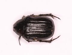 Elaphinis latecostata