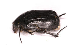 Elaphinis latecostata