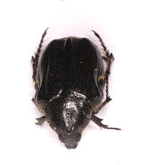 Elaphinis latecostata