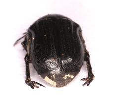 Elaphinis latecostata