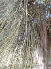 Casuarina cunninghamiana